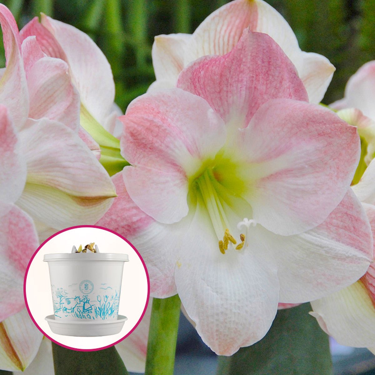 Amaryllis Apple Blossom op pot in geschenkdoos | 1 stuk | Bolmaat 30/32 |